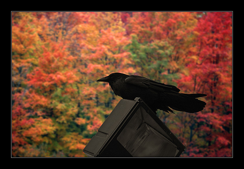 фото "Autumn" метки: природа, путешествия, Северная Америка, дикие животные