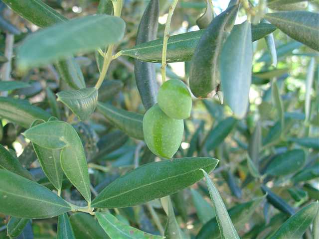 photo "Two olives" tags: nature, flowers