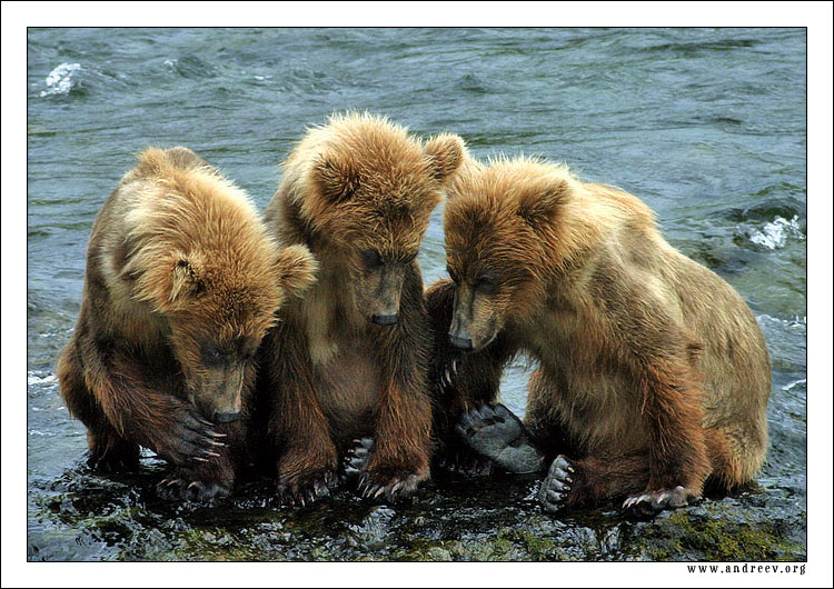 photo "Secret for Three" tags: nature, travel, North America, wild animals