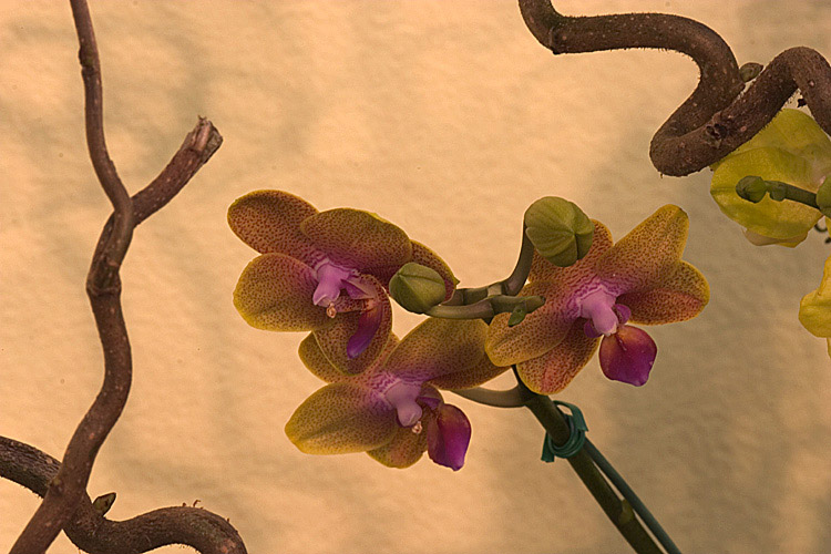 photo "Orchids" tags: nature, flowers