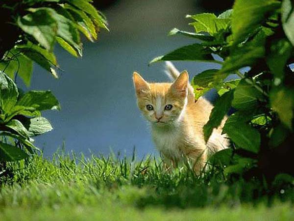 photo "Cat" tags: nature, pets/farm animals