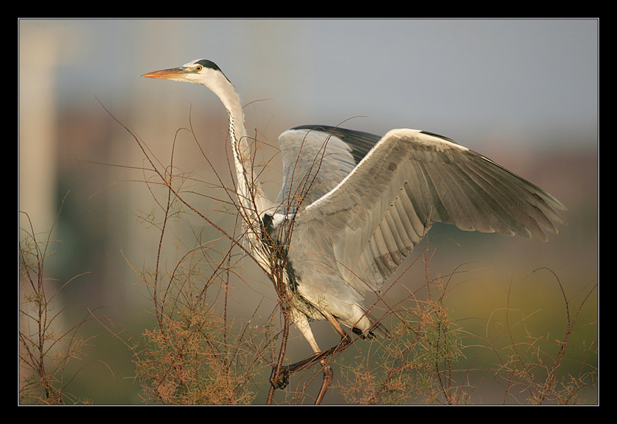 photo "Grey Heron - Ardea cinerea" tags: nature, genre, wild animals