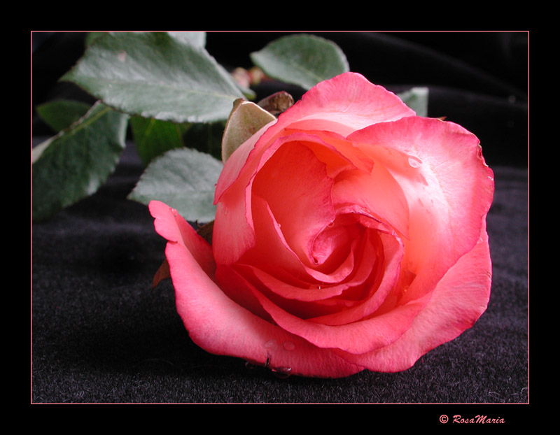 photo "Sad Rose" tags: nature, flowers