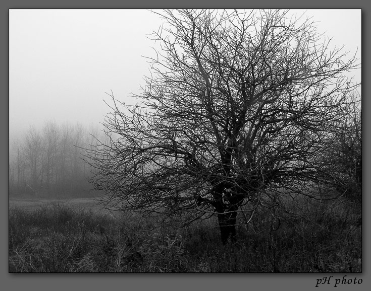 photo "mystic" tags: landscape, nature, autumn