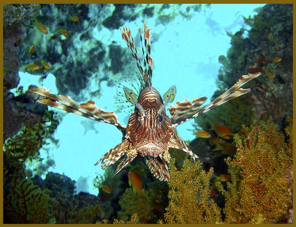 photo "Untitled photo" tags: underwater, 
