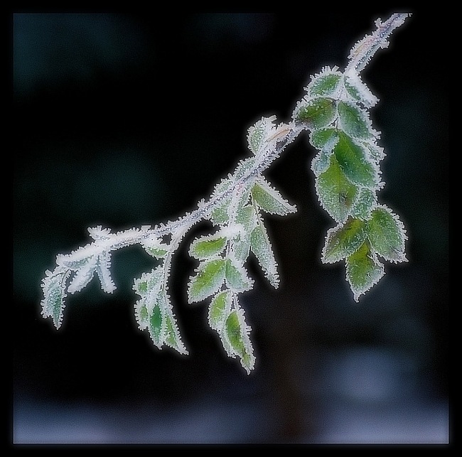 фото "Sugar-sweet..." метки: природа, цветы