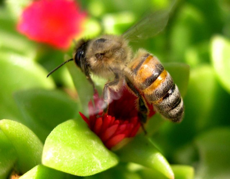 photo "Working bee" tags: macro and close-up, nature, insect