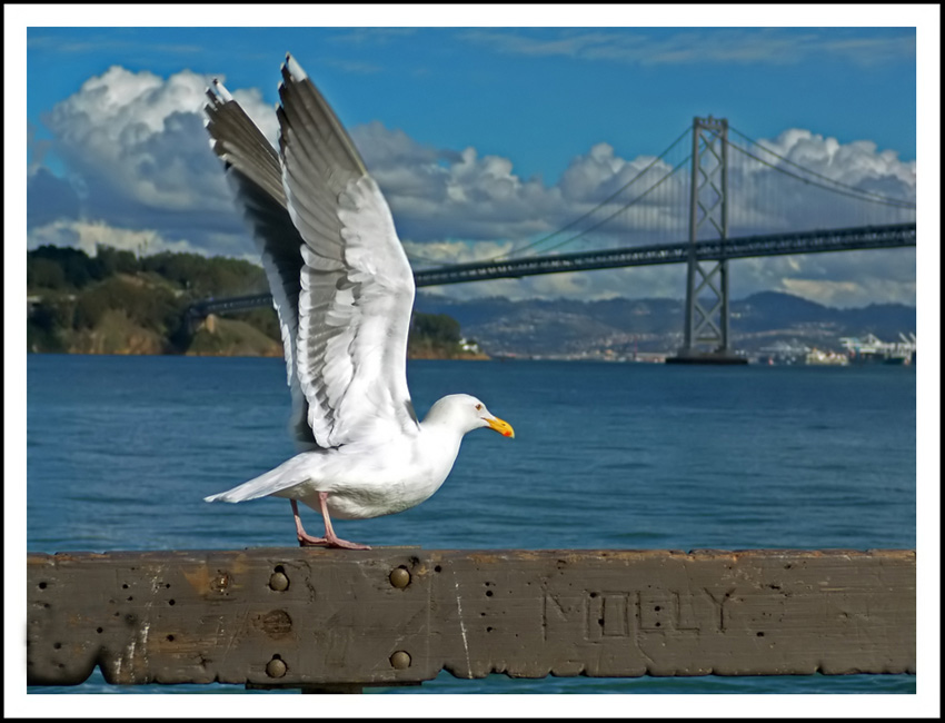 photo "Molly" tags: misc., 