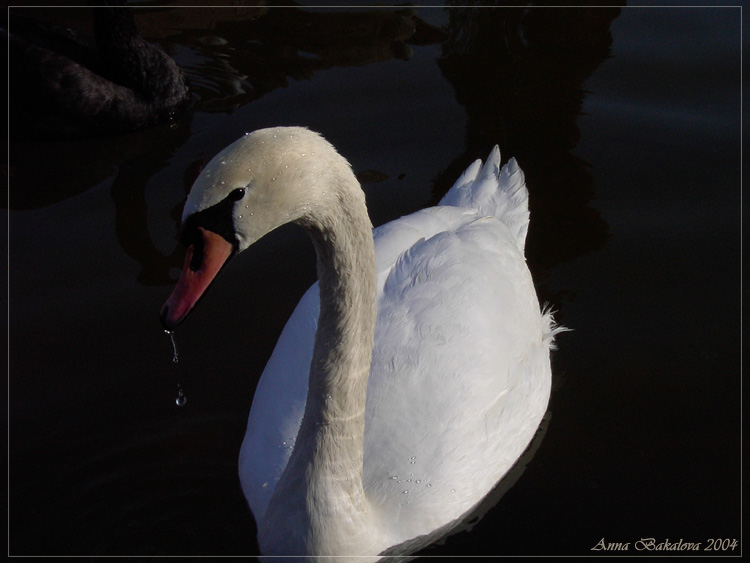 photo "Freshing Up..." tags: nature, misc., wild animals