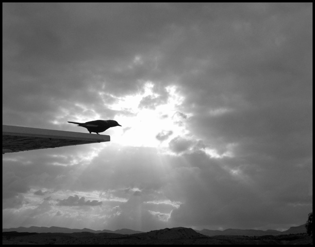 photo "sky-bird" tags: landscape, nature, clouds, wild animals