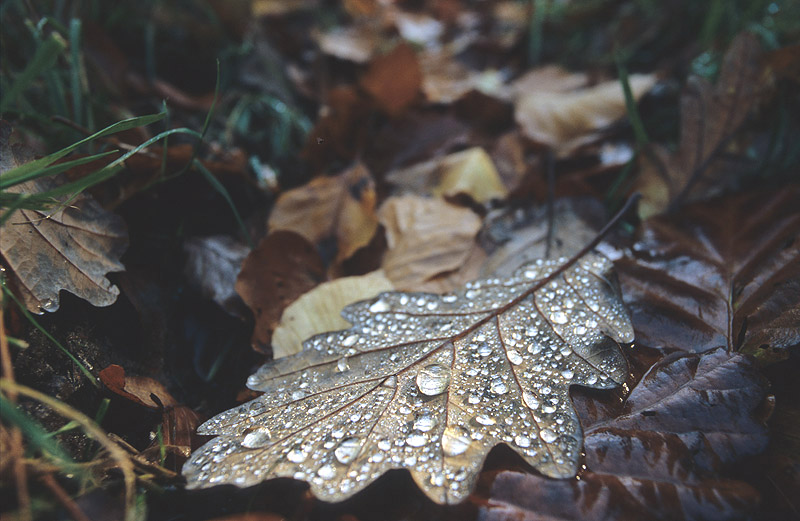 photo "Autumn" tags: landscape, forest