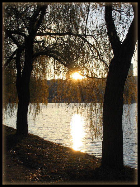 photo "Sunset in the leaves..." tags: landscape, sunset