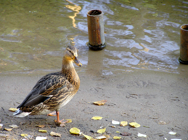 photo "Colors of autumn" tags: nature, wild animals