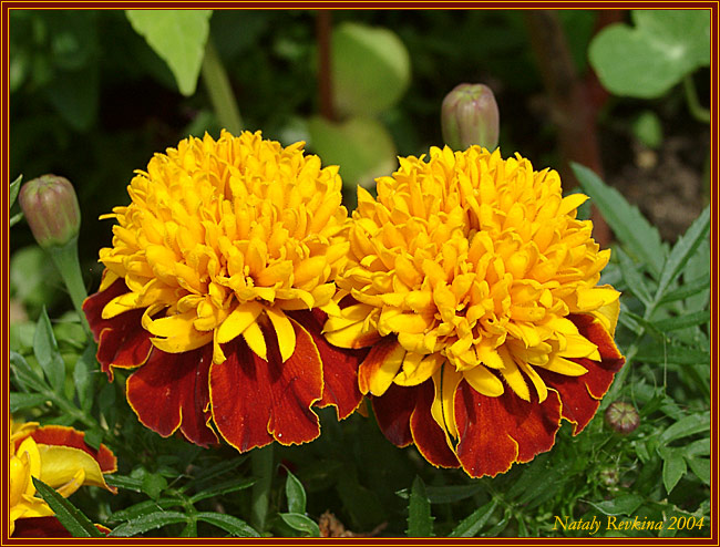 photo "A Twin" tags: nature, macro and close-up, flowers