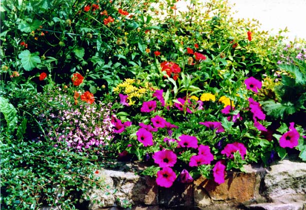 photo "Petunia" tags: nature, flowers