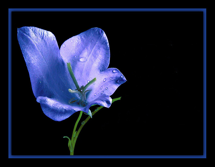 photo "Symphony in blue" tags: still life, nature, flowers