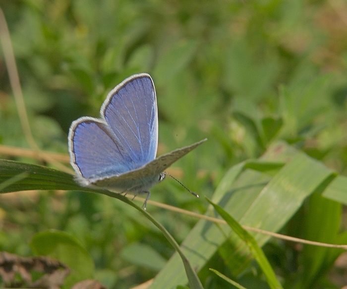 photo "Moth" tags: nature, insect