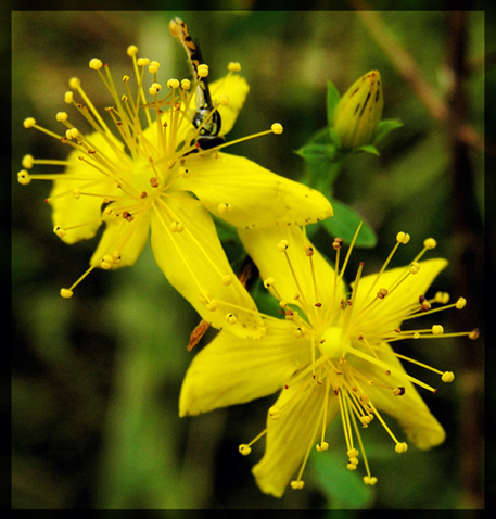 photo "Hypericum perforatum" tags: macro and close-up, nature, flowers