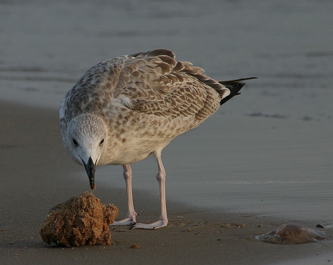 photo "Sponge" tags: nature, wild animals