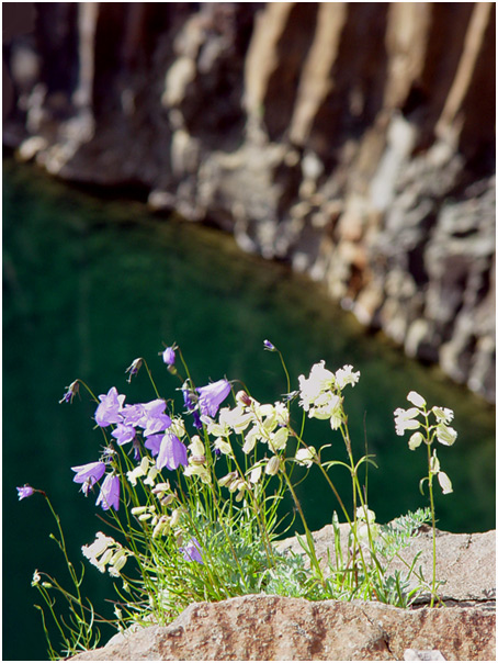 photo "on the brink of a precipice" tags: nature, flowers