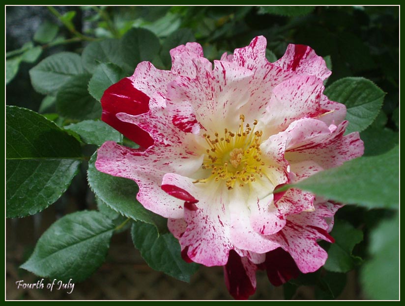 photo "Fourth of July rose" tags: nature, macro and close-up, flowers