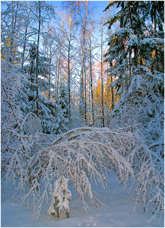 фото "Из сказок А.С.Пушкина" метки: пейзаж, зима, лес