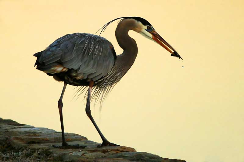 фото "Great Blue Fishing" метки: разное, 