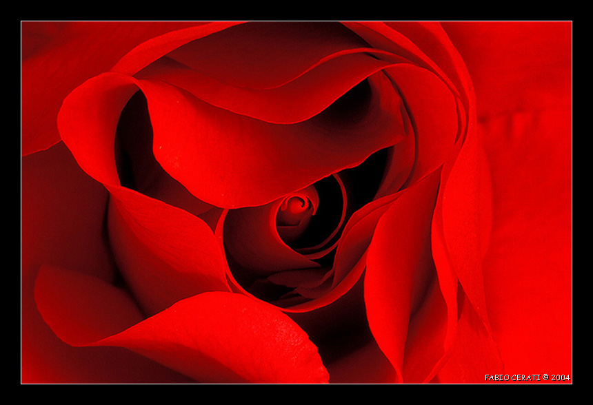 фото "RED Rose" метки: природа, макро и крупный план, цветы