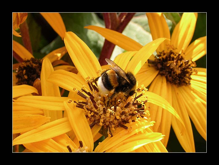 photo "On work..." tags: nature, flowers, insect