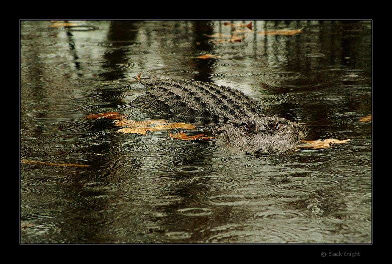 photo "Dangerous Rain..." tags: nature, portrait, wild animals