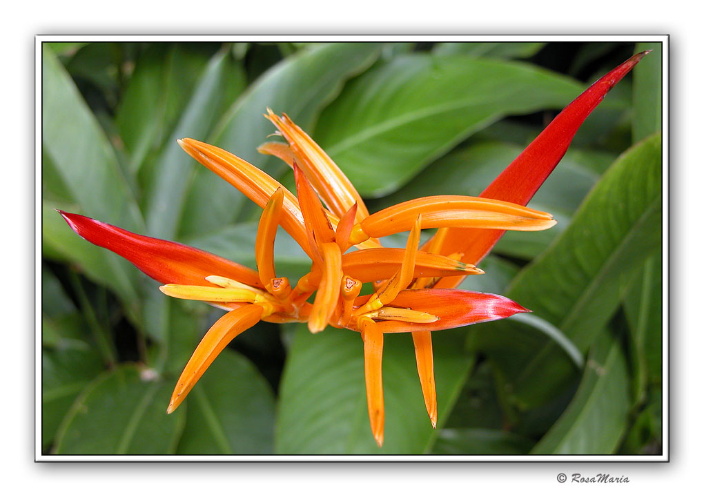 фото "Strange Flower" метки: путешествия, природа, Южная Америка, цветы