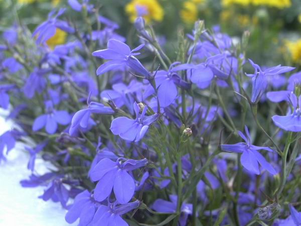 photo "True blue!" tags: nature, macro and close-up, flowers