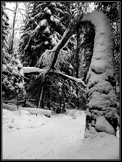 photo "Features of One Ski walk" tags: landscape, black&white, forest