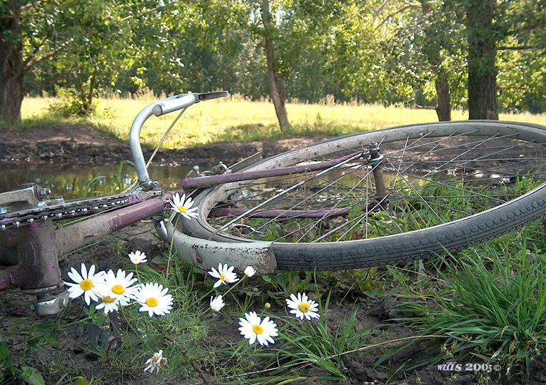 фото "Ромашки" метки: природа, цветы