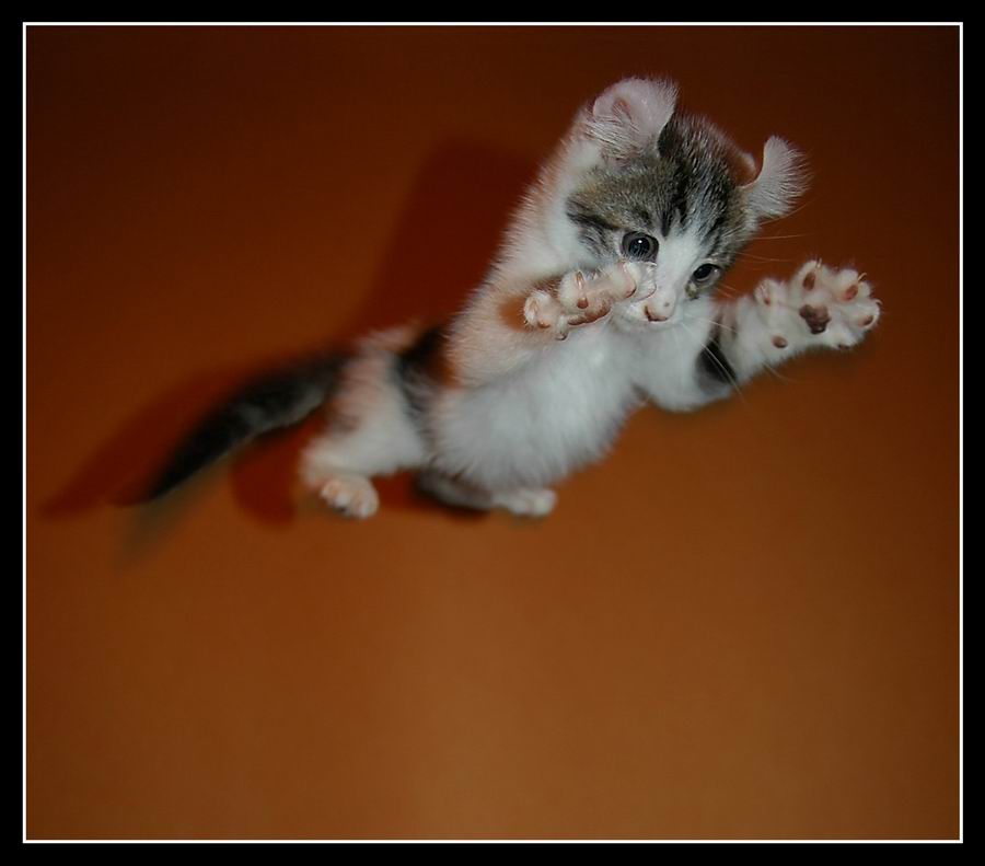 photo "Long jump" tags: nature, pets/farm animals