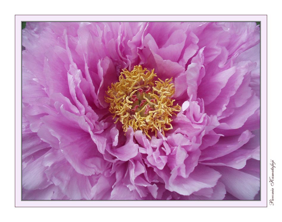 фото "Peony Ruffles 1" метки: природа, макро и крупный план, цветы