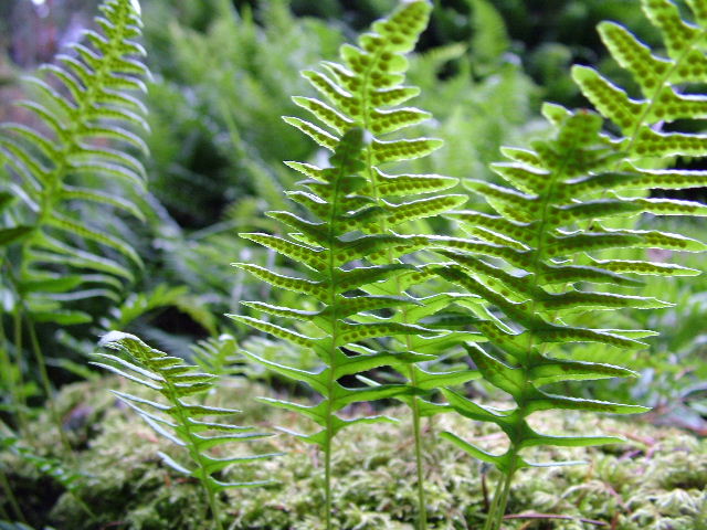 photo "Arising Ferns" tags: nature, flowers
