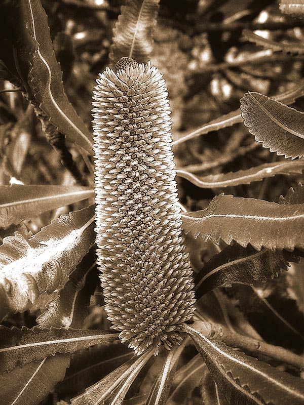 photo "Banksia" tags: macro and close-up, nature, flowers