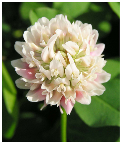 photo "white clover" tags: macro and close-up, nature, flowers