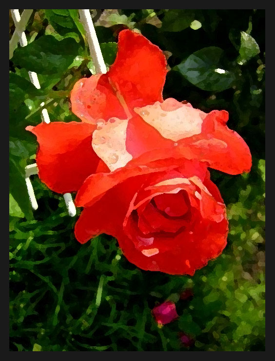 фото "роза#4" метки: природа, цветы