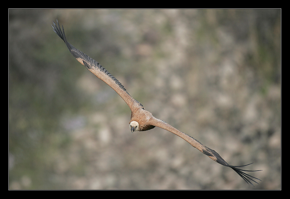 photo "Griffon Vulture" tags: nature, genre, wild animals