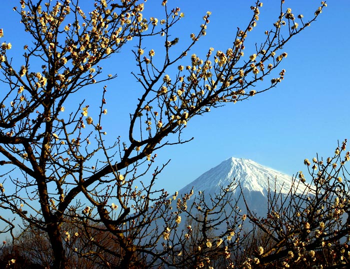 photo "Plum Blossoms II" tags: nature, landscape, flowers, mountains