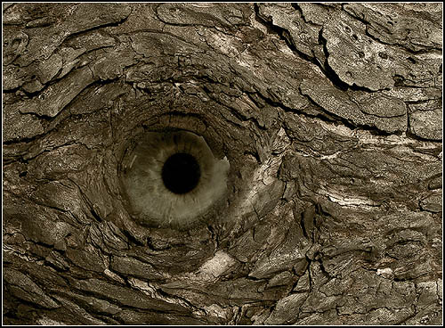 photo "When Trees Open Their Eyes" tags: macro and close-up, montage, 