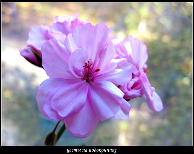 photo "Flowers for ladies" tags: nature, macro and close-up, flowers