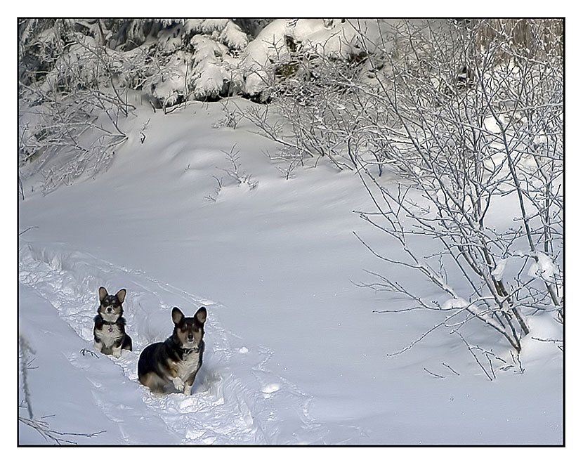 photo "Snowed Out" tags: nature, landscape, pets/farm animals, winter