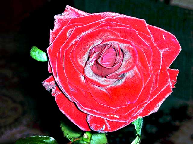 photo "rose.." tags: nature, flowers