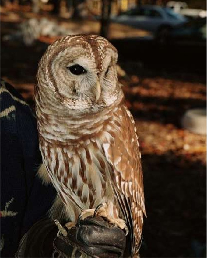 фото "Barred owl" метки: природа, портрет, дикие животные