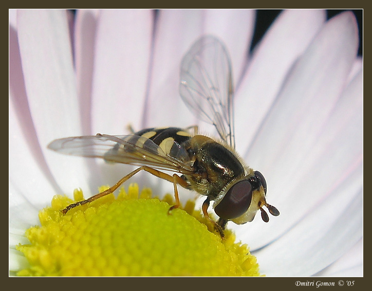 photo "~Drone-fly 1~" tags: macro and close-up, 