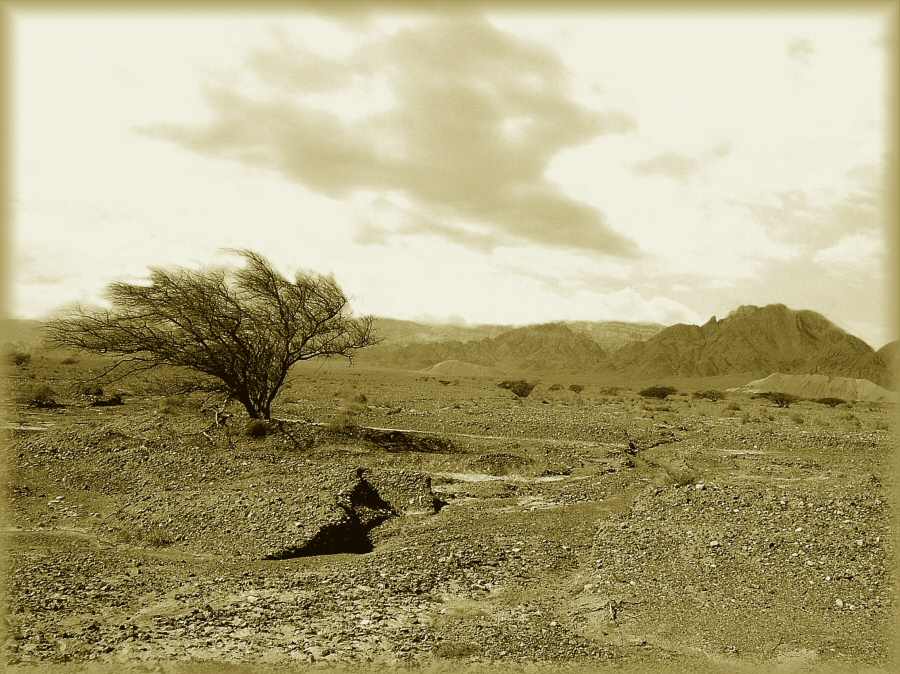 фото "Wind of the desert" метки: природа, 