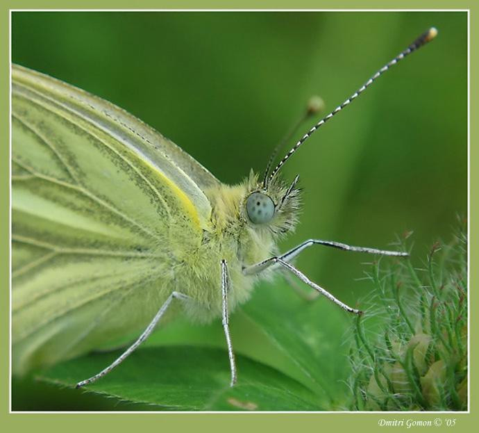 photo "~Grace~" tags: macro and close-up, 